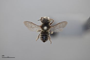 Media type: image;   Entomology 788869 Aspect: habitus dorsal view